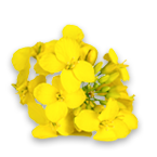 FleurColza