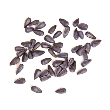 Graines de tournesol