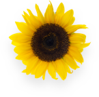 FleurTn