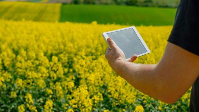 Agriculteur dans un champ de colza