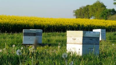 Abeilles et colza : un partenariat gagnant-gagnant, notamment pour le rendement. Copyright Philippe Montigny. 