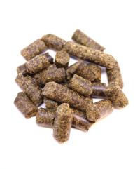 Canola 34