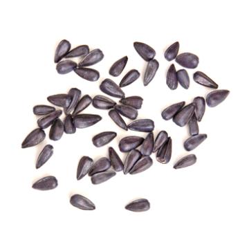 Graines de tournesol