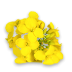 Fleur de colza